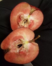 Scions redlove calypso apple - 2,
