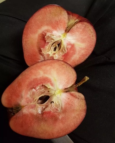 Scions beloogly red flesh - scions,
