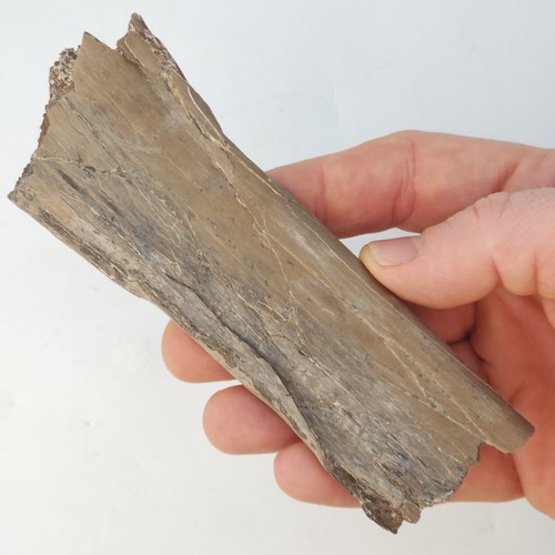 Xiphactinus giant fish bone - giant,