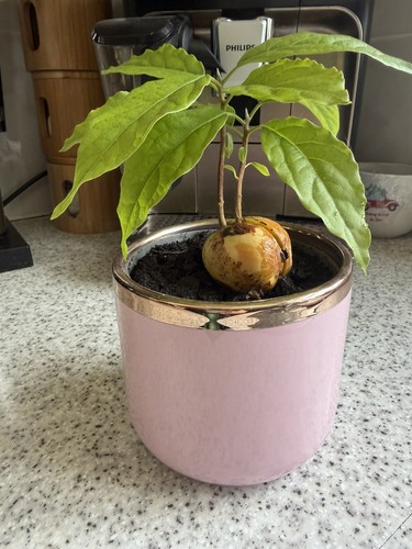 Avocado plant unusual - avocado, 2