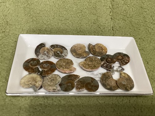 Small ammonite pairs - ammonite,