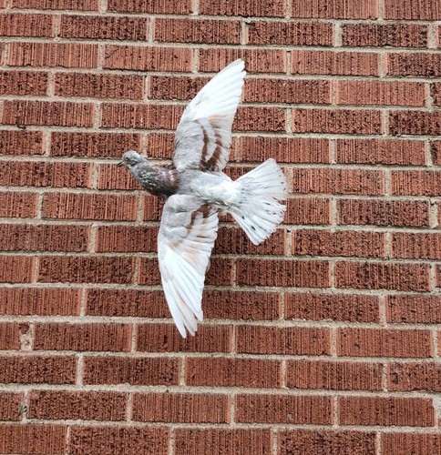Flying wall mounted pigeon - flying,