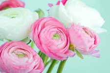 20 Ranunculus PINK & WHITE