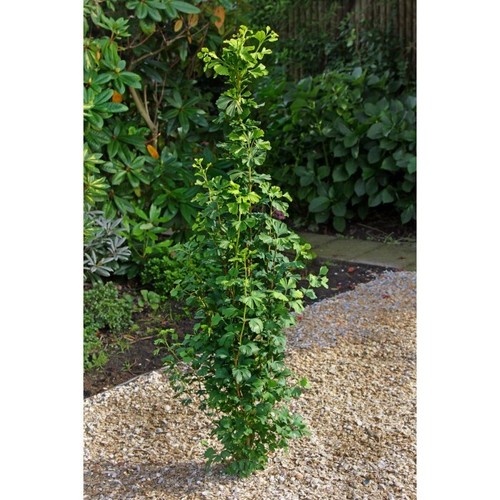 Ginkgo biloba menhir - ginkgo,