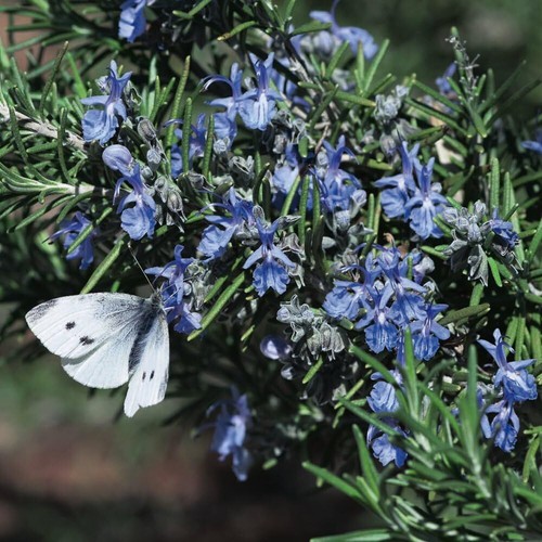 Rosemary tuscan blue - rosemary, blue'