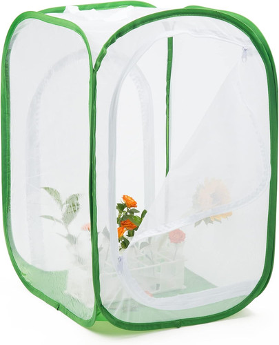 Two doors monarch butterfly - two,