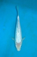 11.5" Gin rin Shiro Muji Koi