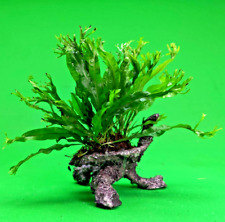 JAVA Fern Windelov on ceramic