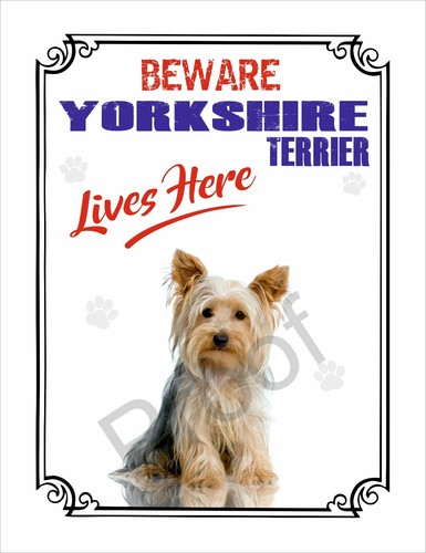 Beware yorkshire terrier lives - terrier,