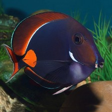 Achilles Tang 6-7"  Saltwater