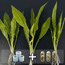 3x Live Aquarium Amazon Sword