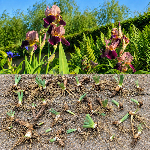 Bearded iris indian chief lot - iris,