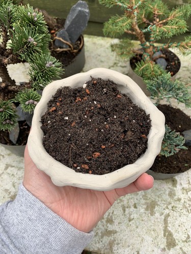 Litres bonsai tree - 8,