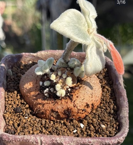 Pot 9cm raresucculent - pot,