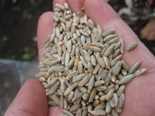 Doves Farm Organic Rye Grain 25KG (Doves)