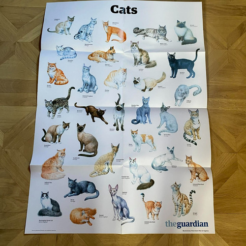 Posters wildlife dogs cats - a1,