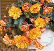 6 Trailing Begonia Ilumination