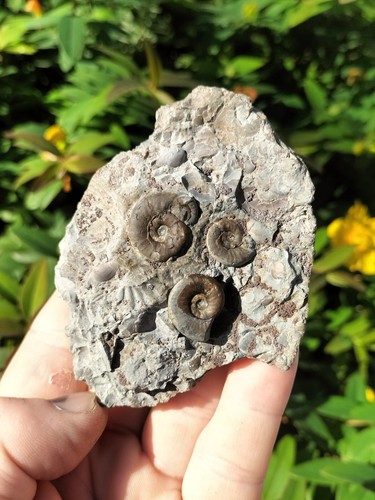 Rare eugassiceras resputinatum - eugassiceras,