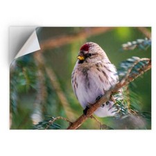 1 x Vinyl Sticker A4 - Redpoll