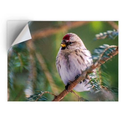 Vinyl sticker redpoll - x,