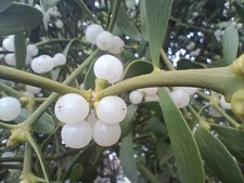 100 Fresh Mistletoe Berries