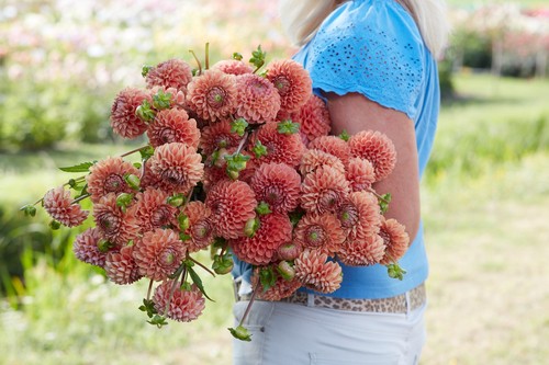 Dahlia tuber cornel - -, brons