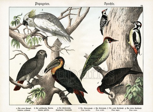 1886 schubert chromolithograph - 1886,
