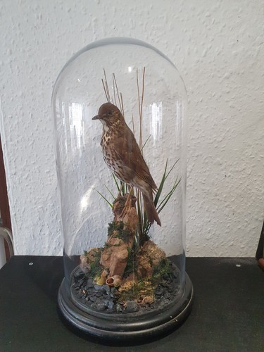 Vintage antique taxidermy - vintage/antique,
