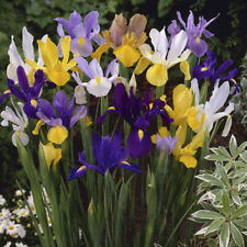 Mixed Colour Dutch Iris Bulbs, Pack of 75 Bulb, Hardy Spring Flowering Bulbs