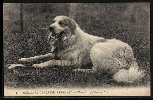 Chien des pyrenees pyrenean - des,