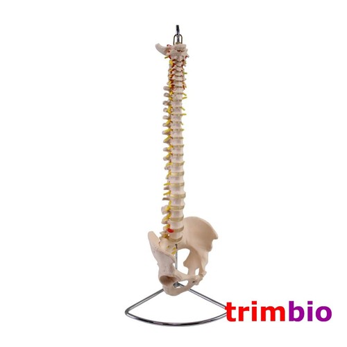 Life size spine - life, with