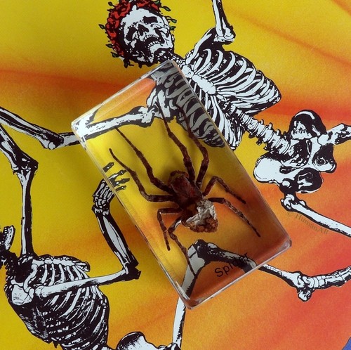 Real insect paperweight - real,