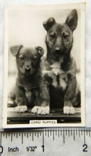 1939 Senior Service Dogs No