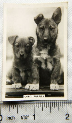 1939 senior service dogs - service, no