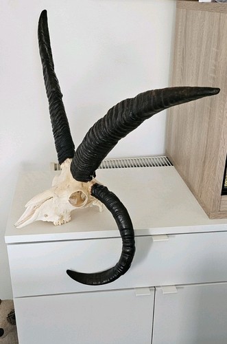 Amazing horned jacob - , sheep
