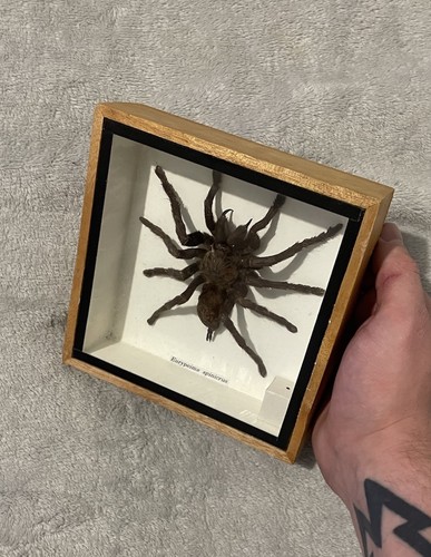 Taxidermy preserved - taxidermy, /