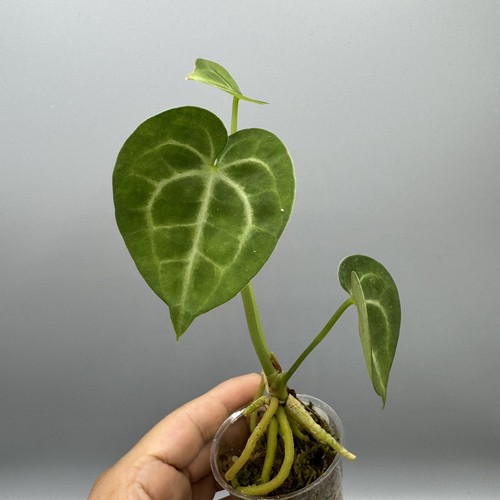 Anthurium king clarinervium - , #2