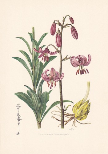 1960 martagon lily flower - martagon's,
