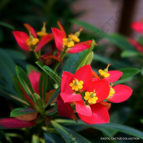 Rare euphorbia punicea - euphorbia,