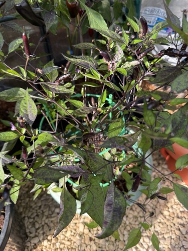 Zimbabwe black chilli - black, seeds