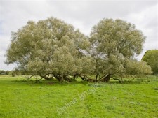 Photo 6x4 Footpath passing
