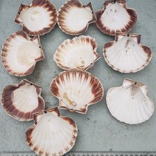 Curved Scallop Shells for Crafting Decorations 10, 10-11 cm Width