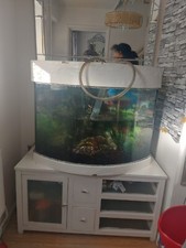 Large foot aquarium - aquarium, fish