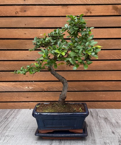 Chinese elm bonsai tree - elm,