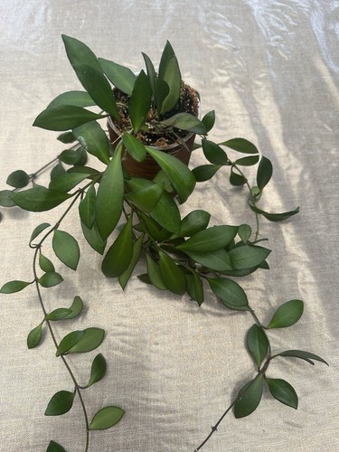 Hoya rosita fresh cutting - rosita,