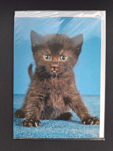 Black kitten greeting card - kitten, &