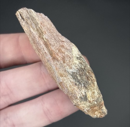 Carcharodontosaurus african - carcharodontosaurus, “african