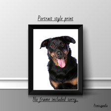 BEAUCERON DOG PET A4 PICTURE