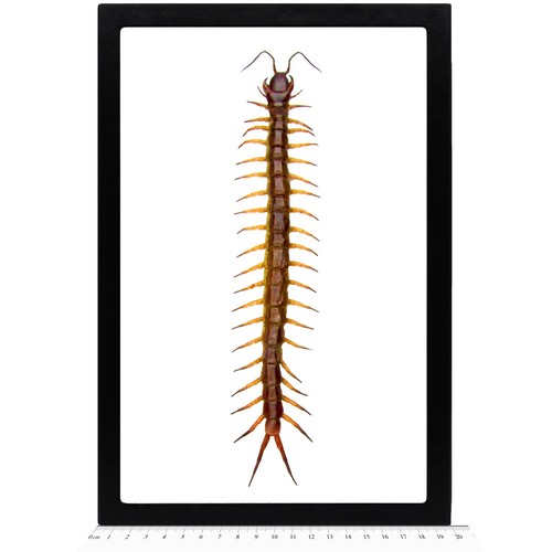 Scolopendra gigantea giant - scolopendra,