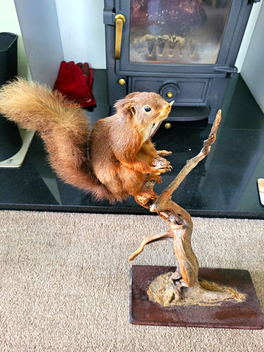 Taxidermy squirrel pedestal - squirrel,